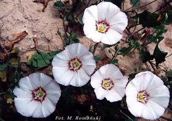 Convolvulus arvensis