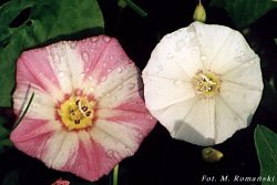 Convolvulus arvensis