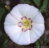 Convolvulus arvensis