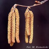 Corylus avellana