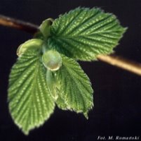 Corylus avellana