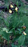 Cypripedium calceolus (obuwik pospolity)