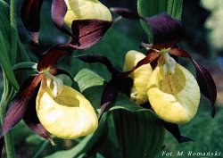 Cypripedium calceolus (obuwik pospolity)