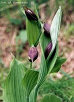 Cypripedium calceolus (obuwik pospolity)