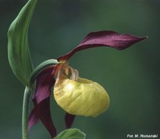 Cypripedium calceolus (obuwik pospolity)