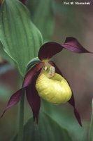 Cypripedium calceolus (obuwik pospolity)