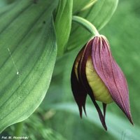 Cypripedium calceolus (obuwik pospolity)