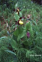 Cypripedium calceolus (obuwik pospolity)