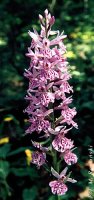 Dactylorhiza fuchsii (kukułka Fuchsa)