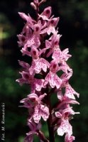 Dactylorhiza fuchsii (kukułka Fuchsa)