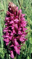 Dactylorhiza incarnata ssp. incarnata (kukułka krwista typowa)