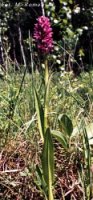 Dactylorhiza incarnata ssp. incarnata (kukułka krwista typowa)