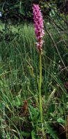 Dactylorhiza baltica