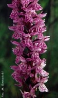 Dactylorhiza baltica