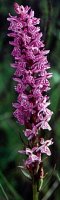 Dactylorhiza baltica