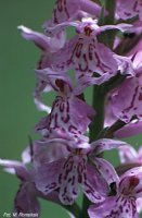 Dactylorhiza fuchsii (kukułka Fuchsa)