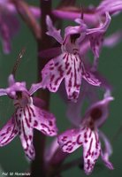 Dactylorhiza fuchsii (kukułka Fuchsa)