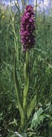 Dactylorhiza incarnata ssp. incarnata (kukułka krwista typowa)