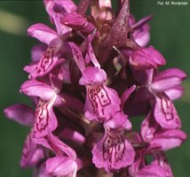 Dactylorhiza incarnata ssp. incarnata (kukułka krwista typowa)