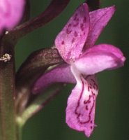 Dactylorhiza incarnata ssp. incarnata (kukułka krwista typowa)