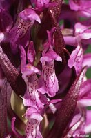 Dactylorhiza incarnata ssp. incarnata (kukułka krwista typowa)