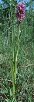 Dactylorhiza incarnata ssp. incarnata (kukułka krwista typowa)