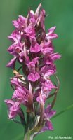 Dactylorhiza incarnata ssp. incarnata (kukułka krwista typowa)