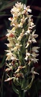 Dactylorhiza incarnata ssp. ochroleuca (stoplamek krwisty żółtawy)