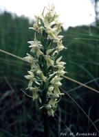 Dactylorhiza incarnata ssp. ochroleuca (stoplamek krwisty żółtawy)