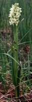 Dactylorhiza incarnata ssp. ochroleuca (stoplamek krwisty żółtawy)