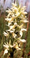 Dactylorhiza incarnata ssp. ochroleuca (stoplamek krwisty żółtawy)