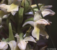 Dactylorhiza incarnata ssp. ochroleuca