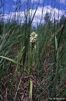 Dactylorhiza incarnata ssp. ochroleuca