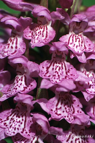 Dactylorhiza ruthei (kukułka Ruthego)