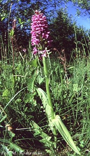 Dactylorhiza ruthei (kukułka Ruthego)