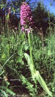 Dactylorhiza ruthei (kukułka Ruthego)