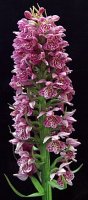 Dactylorhiza ruthei