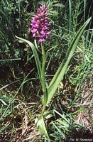 Dactylorhiza ruthei (kukułka Ruthego)