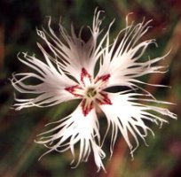 Dianthus arenarius