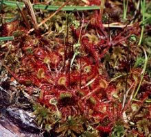 Drosera rotundifolia (rosiczka okrągłolistna)