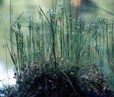 Drosera rotundifolia (rosiczka okrągłolistna)