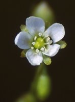 Drosera rotundifolia (rosiczka okrągłolistna)