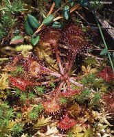 Drosera rotundifolia (rosiczka okrągłolistna)