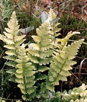 Dryopteris cristata