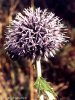 Echinops comutatus