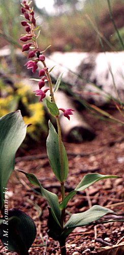 Epipactis atrorubens (kruszczyk rdzawoczerwony)