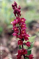 Epipactis atrorubens (kruszczyk rdzawoczerwony)