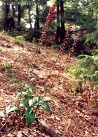 Epipactis atrorubens (kruszczyk rdzawoczerwony)