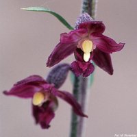 Epipactis atrorubens (kruszczyk rdzawoczerwony)