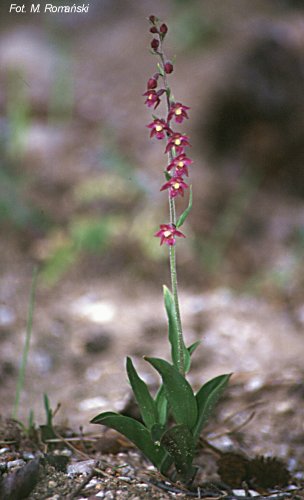 Epipactis atrorubens (kruszczyk rdzawoczerwony)